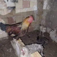 مرغ وخروس|حیوانات مزرعه|محمدیه-قزوین, |دیوار