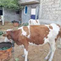 گاو و گوساله|حیوانات مزرعه|بدره, |دیوار