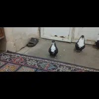 نقدفقط|پرنده|کرمان, |دیوار