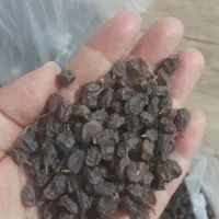 کشمش پلویی|خوردنی و آشامیدنی|قلقل رود, |دیوار