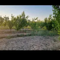 زمین باغی کشاورز ۴۰۶ متر اسلامشهر علی آباد طپانچه|فروش زمین و ملک کلنگی|تهران, تهرانسر غربی|دیوار
