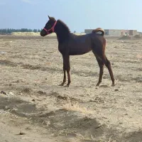 اسب کره نریان کرد شجره دار