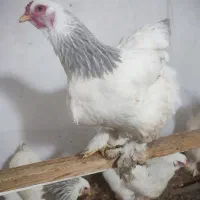 تخم‌مرغ برهمالایت|حیوانات مزرعه|تبریز, |دیوار