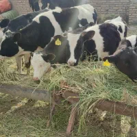 فروش گوساله نر و ماده