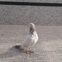نر سالم مست|پرنده|قم, نیروگاه|دیوار