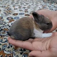 بچه خرگوش