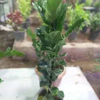 فروش تک وعمده انواع گل و گیاه به قیمت مناسب