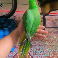 شاه طوطی کینگ سایز نر سخنگو دستی ۷ماهه|پرنده|خمینی‌شهر, |دیوار