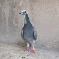 کفتر پلاکی غریب گیری 5عدد
