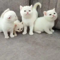 پرشین اسکاتیش
