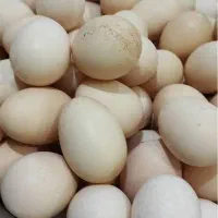 تخم مرغ رسمی