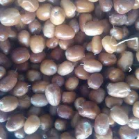 سنجد