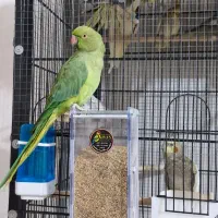 طوطی ملنگو رام سخنگو