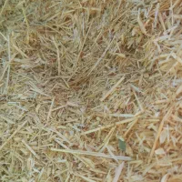 کاه سفید  کاه لوبیا بدون سم  کاه یونجه