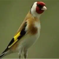 معاوضه سهره جوجه قفس کراواتی با قناری کت بازکن