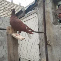 جفت کاغذی دم سفید ودوماده سرخ دم سفید|پرنده|سوسنگرد, |دیوار