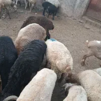فروش بره پرواری کیلوی ۸۵۰هزار تومان