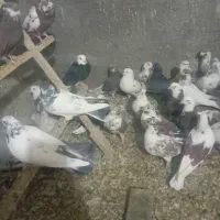 کفتر دنجور فروشی|پرنده|سیرجان, |دیوار