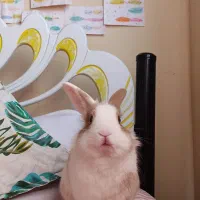 خرگوش نیمه لپ نر