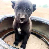 نر قدرجونی عطیقه سلطان