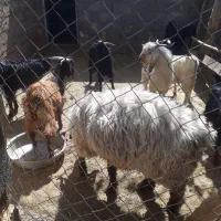 فروش ۶ عدد کهره نر ۲۳ و ۲۴ کیلو  قیمت خوب