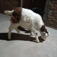 دو عدد بزغاله|حیوانات مزرعه|زاهدان, |دیوار