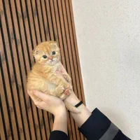 اسکاتیش فولد گلد|گربه|رشت, چله خانه|دیوار