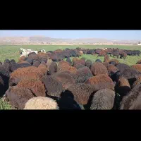 شیشک|حیوانات مزرعه|بروجرد, |دیوار