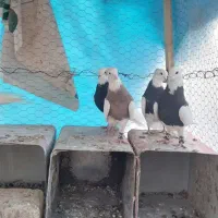 کبوتر.کفتر. طوقی|پرنده|رودشت (اصفهان), |دیوار