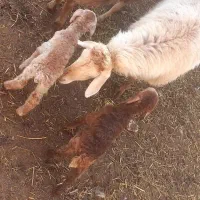 بره ماده دو عددو یک بره نر