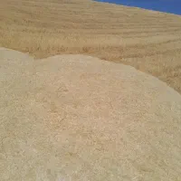 مقدار ۳ تن کاه گندم