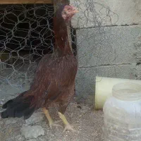 مرغ و خروس لاری