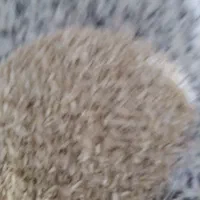 برنج فجر نورآباد ممستی|خوردنی و آشامیدنی|اصفهان, بهارستان|دیوار