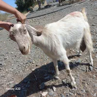 گوسفند فروشی|حیوانات مزرعه|کهنوج, |دیوار