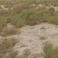 زمین کشاورزی|فروش دفتر صنعتی، کشاورزی، تجاری|زهک, |دیوار