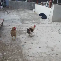 چهار دیواری کارگاه