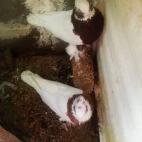 چهار جفت توقی ی جفت کله سیاه پاک کوار|پرنده|طسوج, |دیوار