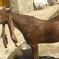 پازن پاکستانی