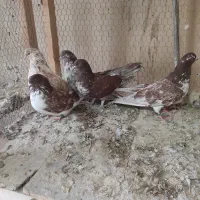 کبوتر گرگی|پرنده|نوشین شهر, |دیوار