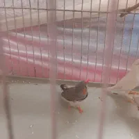 ۲جفت فنچ مولد