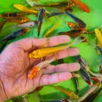 کوهاکو و یامابوکی و پلاتینیوم|ماهی|شیراز, شهرک بهار|دیوار