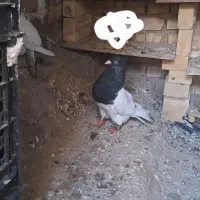 کبوتر کله سیاه