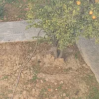 فروش-یک-قطعه-زمین