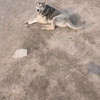 سگ عراقی|سگ|چورزق, |دیوار