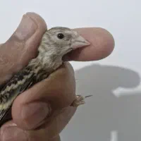 جوجه سهره قناری