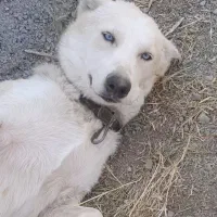 سگ هاسکی