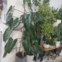 گل‌های اپارتمانی