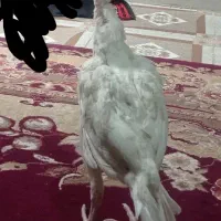 مرغ اصل لاری|حیوانات مزرعه|سراوان, |دیوار