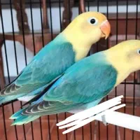 لاوبرد طوطی کوتوله پاربلو یووینگ گرینچیک قناری قفس|پرنده|مشهد, عبادی|دیوار