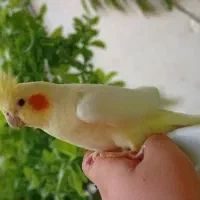 عروس هندی ماده